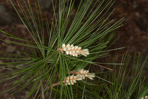 Pinus strobus #6